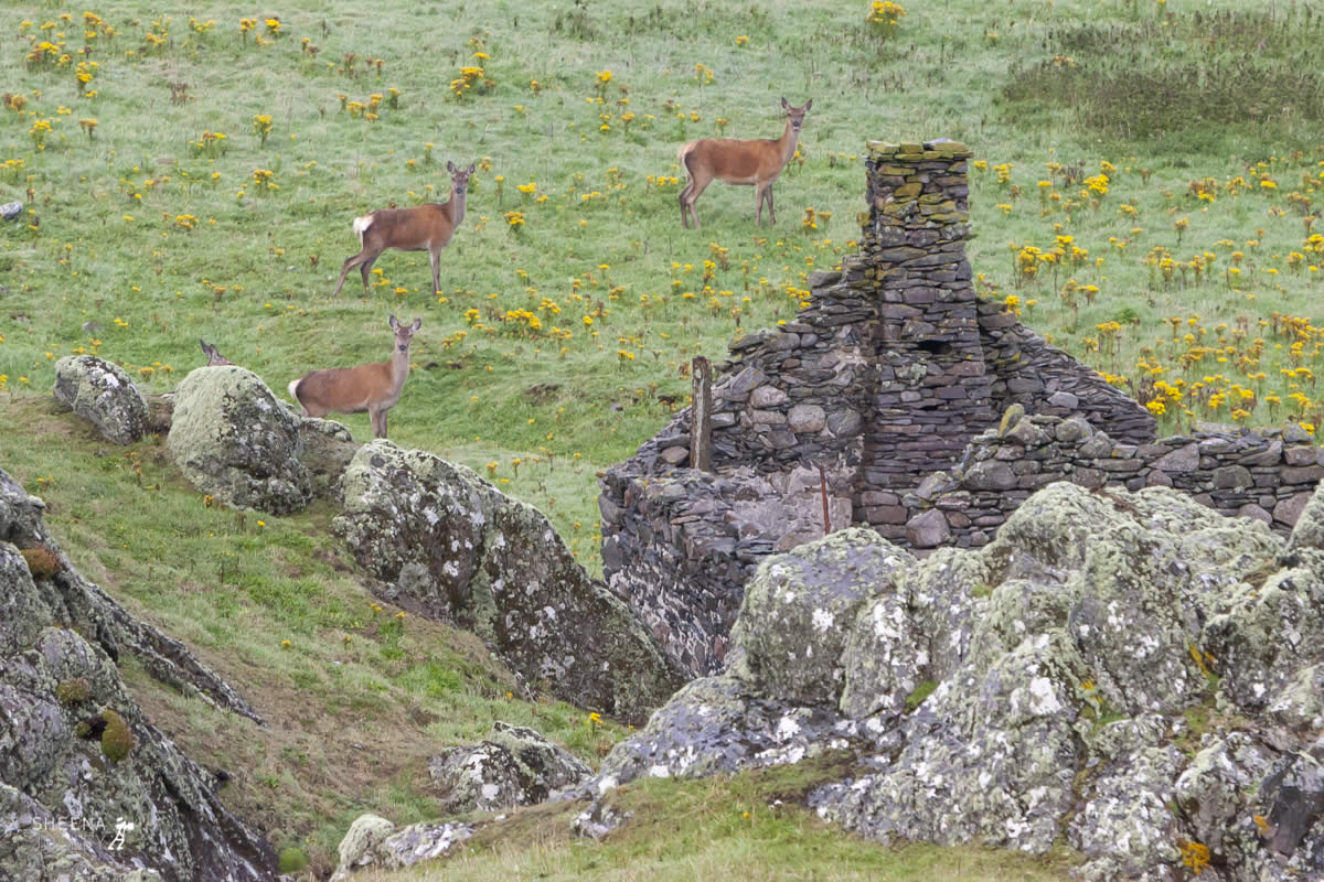 Something Old and Something New.jpg - Inishtrahull